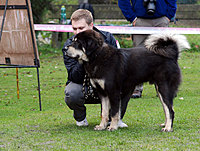 II. Klubová výstava Klubu Tibetské dogy 16.10.2010 | ASIM - Tibeťák | Tibetská doga