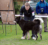 II. Klubová výstava Klubu Tibetské dogy 16.10.2010 | ASIM - Tibeťák | Tibetská doga