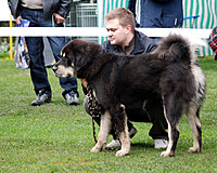 II. Klubová výstava Klubu Tibetské dogy 16.10.2010 | ASIM - Tibeťák | Tibetská doga