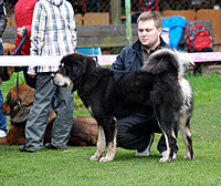 II. Klubová výstava Klubu Tibetské dogy 16.10.2010 | ASIM - Tibeťák | Tibetská doga