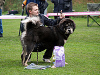 II. Klubová výstava Klubu Tibetské dogy 16.10.2010 | ASIM - Tibeťák | Tibetská doga