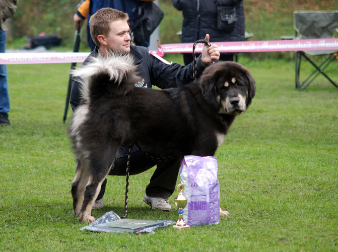 II. Klubová výstava Klubu Tibetské dogy 16.10.2010