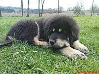 27. dubna 2010 | ASIM - Tibeťák | Tibetská doga