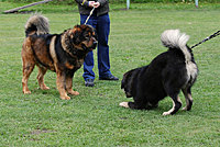 Taky jsem se stihl osobně seznámit a Alfem z Horních Počernic, II. Klubová výstava Klubu Tibetské dogy 16.10.2010 | ASIM - Tibeťák | Tibetská doga
