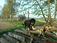 29. dubna 2010 | ASIM - Tibeťák | Tibetská doga
