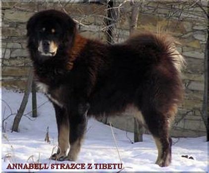 ANNABELL Strážce z Tibetu, 3. generace