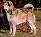Formosa-Drakyi Simba, 4. generace | ASIM - Tibeťák | Tibetská doga