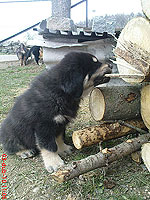 3. dubna 2010 | ASIM - Tibeťák | Tibetská doga