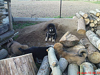 29. dubna 2010 | ASIM - Tibeťák | Tibetská doga