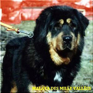 Malaya des Mille Vallees, 4. generace