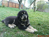 30. dubna 2010 | ASIM - Tibeťák | Tibetská doga