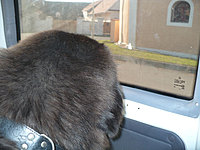 Říjen 2010 | ASIM - Tibeťák | Tibetská doga