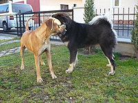 Říjen 2010 | ASIM - Tibeťák | Tibetská doga