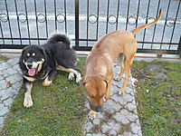 Říjen 2010 | ASIM - Tibeťák | Tibetská doga