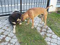 Říjen 2010 | ASIM - Tibeťák | Tibetská doga