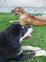 Říjen 2010 | ASIM - Tibeťák | Tibetská doga