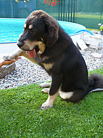 8. srpna 2010 | ASIM - Tibeťák | Tibetská doga 8. srpna 2010 | ASIM - Tibeťák | Tibetská doga