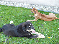 Říjen 2010 | ASIM - Tibeťák | Tibetská doga