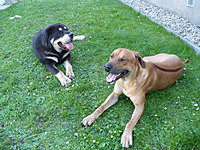 Říjen 2010 | ASIM - Tibeťák | Tibetská doga