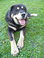 Říjen 2010 | ASIM - Tibeťák | Tibetská doga