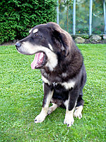 8. srpna 2010 | ASIM - Tibeťák | Tibetská doga