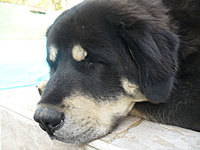 Říjen 2010 | ASIM - Tibeťák | Tibetská doga