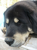 Říjen 2010 | ASIM - Tibeťák | Tibetská doga