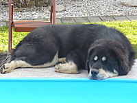 Říjen 2010 | ASIM - Tibeťák | Tibetská doga