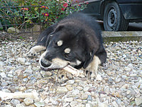 Říjen 2010 | ASIM - Tibeťák | Tibetská doga