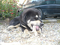 Říjen 2010 | ASIM - Tibeťák | Tibetská doga