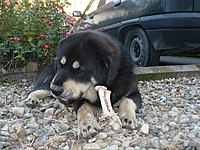 Říjen 2010 | ASIM - Tibeťák | Tibetská doga