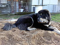 Listopad 2010 | ASIM - Tibeťák | Tibetská doga