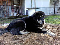 Listopad 2010 | ASIM - Tibeťák | Tibetská doga Listopad 2010 | ASIM - Tibeťák | Tibetská doga