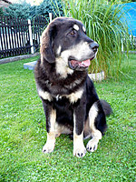 8. srpna 2010 | ASIM - Tibeťák | Tibetská doga