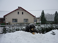 Prosinec 2010 | ASIM - Tibeťák | Tibetská doga