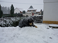 Prosinec 2010 | ASIM - Tibeťák | Tibetská doga