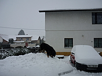 Prosinec 2010 | ASIM - Tibeťák | Tibetská doga