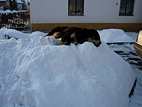 Prosinec 2010 | ASIM - Tibeťák | Tibetská doga