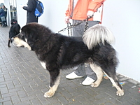 VI. Hanácká národní výstava psů 8.1.2011 | ASIM - Tibeťák | Tibetská doga