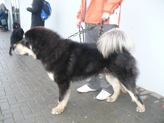 VI. Hanácká národní výstava psů 8.1.2011