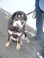 VI. Hanácká národní výstava psů 8.1.2011 | ASIM - Tibeťák | Tibetská doga