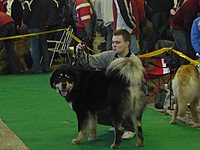 VI. Hanácká národní výstava psů 8.1.2011 | ASIM - Tibeťák | Tibetská doga