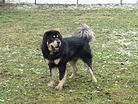 Leden 2011 | ASIM - Tibeťák | Tibetská doga Leden 2011 | ASIM - Tibeťák | Tibetská doga