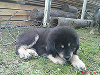 4. dubna 2010 | ASIM - Tibeťák | Tibetská doga