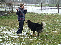 Leden 2011 | ASIM - Tibeťák | Tibetská doga