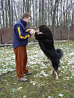 Leden 2011 | ASIM - Tibeťák | Tibetská doga