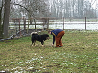 Leden 2011 | ASIM - Tibeťák | Tibetská doga