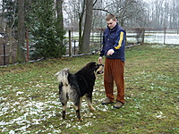 Leden 2011 | ASIM - Tibeťák | Tibetská doga