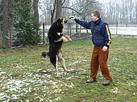 Leden 2011 | ASIM - Tibeťák | Tibetská doga