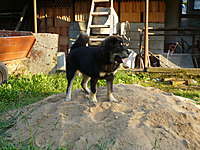 8. srpna 2010 | ASIM - Tibeťák | Tibetská doga